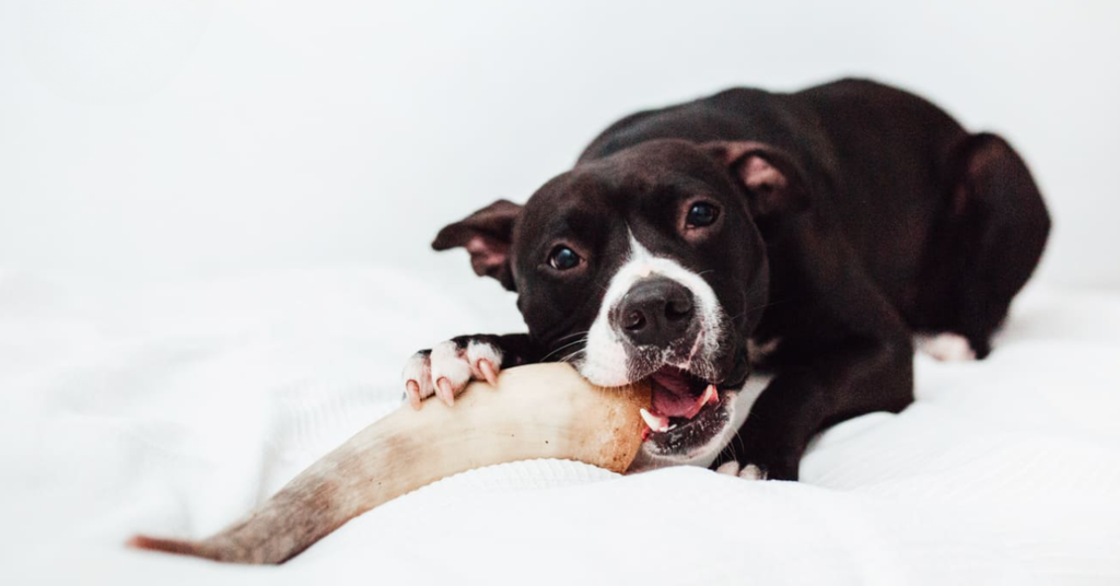 🦴 Quelle corne choisir pour son chien ? Le guide fun & pratique Ticroq 🌿