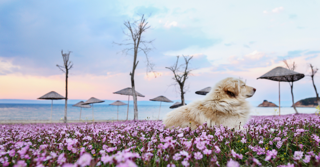 🌸 Printemps & chiens : les dangers à connaître et comment protéger ton loulou 🐶