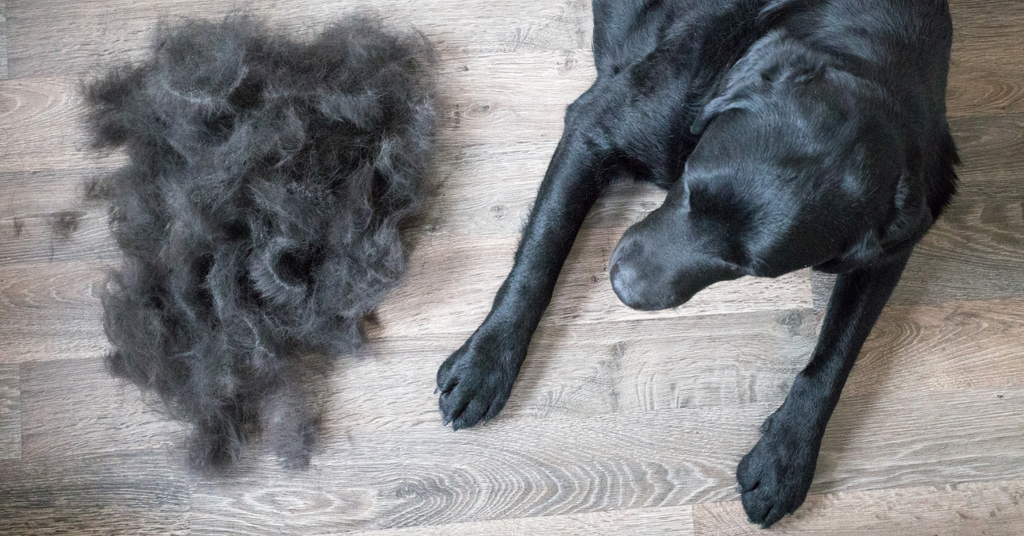 ✨ Mue du chien : comprendre, apaiser et révéler un poil sain & éclatant