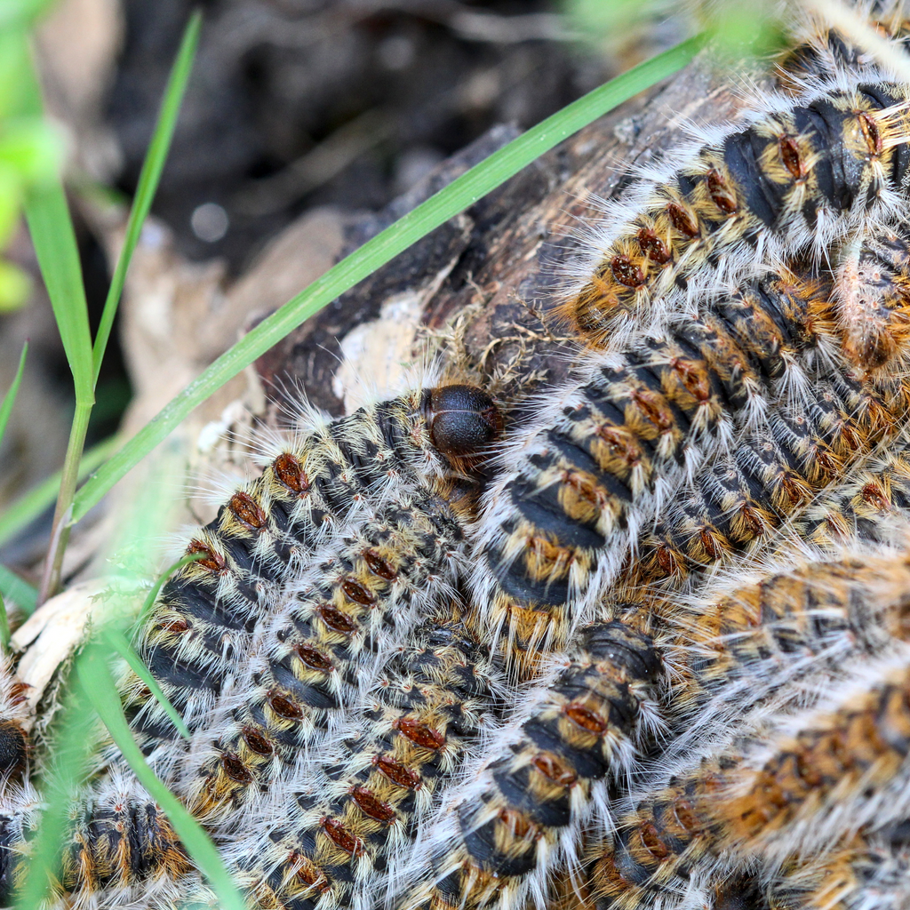 🚨 Chenilles processionnaires : un danger pour ton chien (et ton chat) 🐶🐱