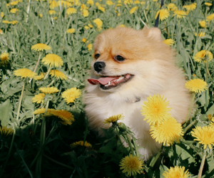 🌸 Printemps & chiens : les dangers à connaître et comment protéger ton loulou 🐶