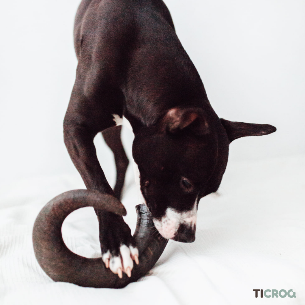 🦴 Quelle corne choisir pour son chien ? Le guide fun & pratique Ticroq 🌿
