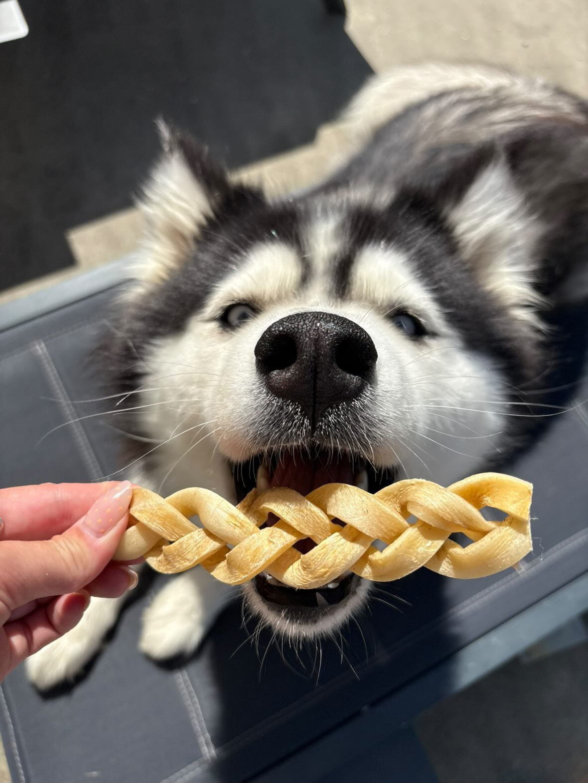 Tresse ne peau de buffle ticroq. mastication naturelle pour chien. 
