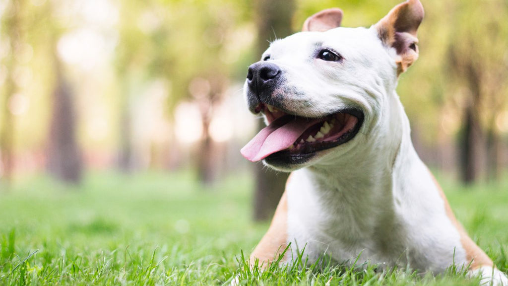 Image d'accueil Ticroq - Des produits bio et sans conservateurs pour le bien-être de votre chien
