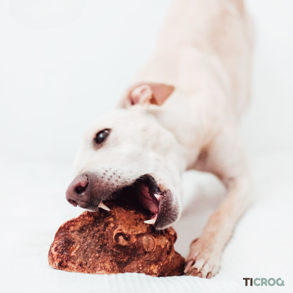 Racine de Bruyère à l’Huile de Saumon - La Mastication Naturelle et Saine que votre Chien Va Adorer - Ticroq